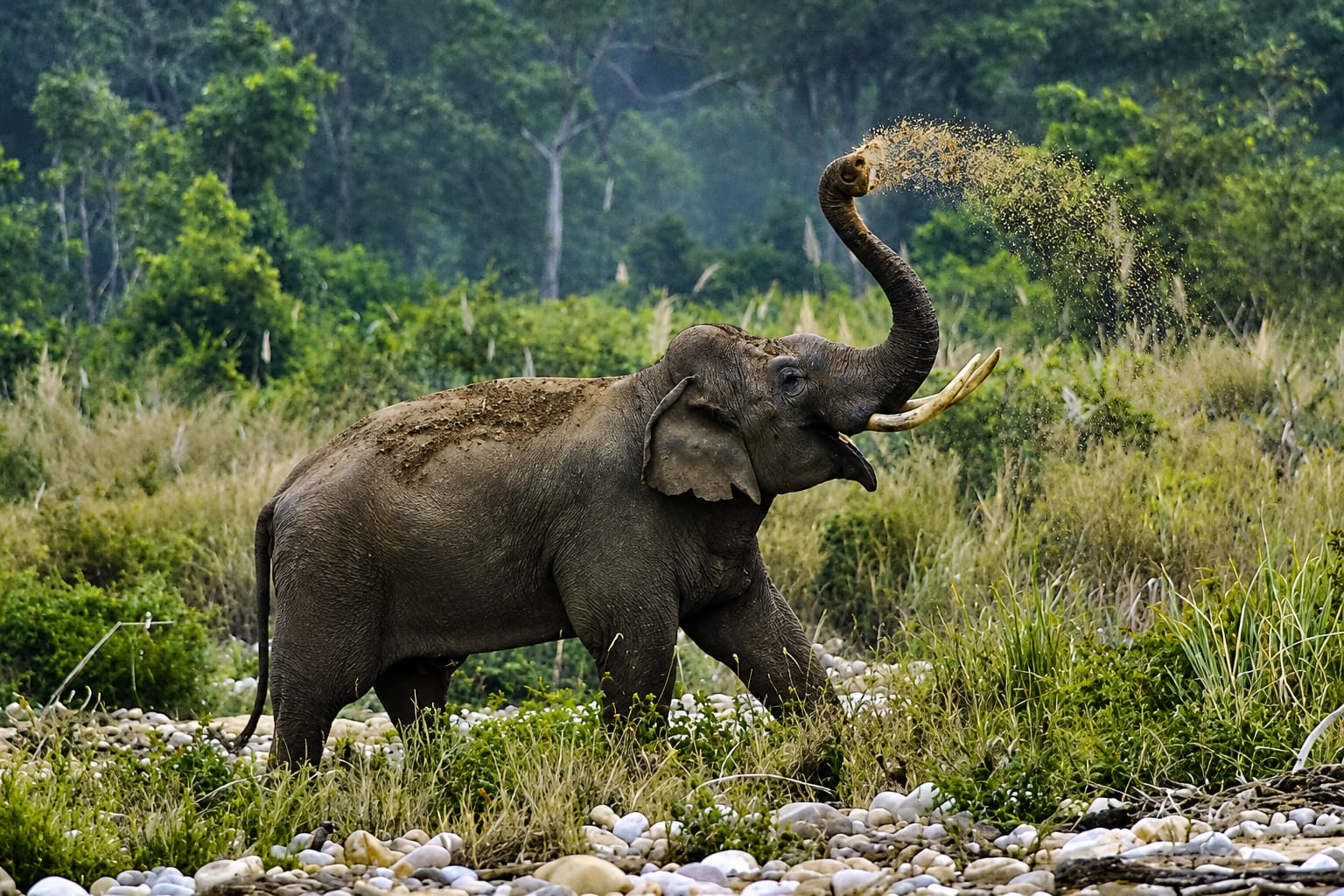 Tiger habitat inside Jim Corbett National Park