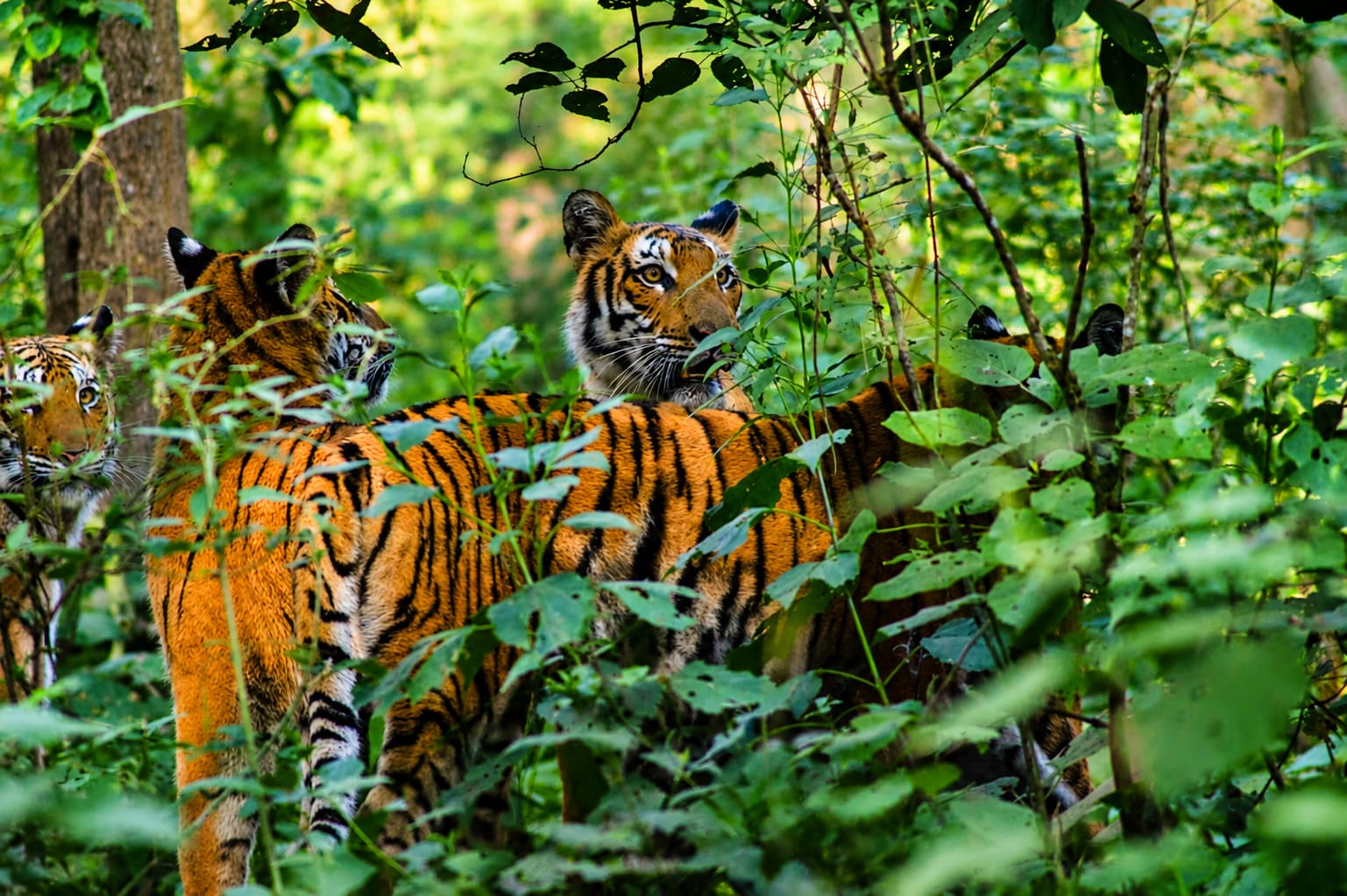 Dhikala grassland and river landscape in Corbett