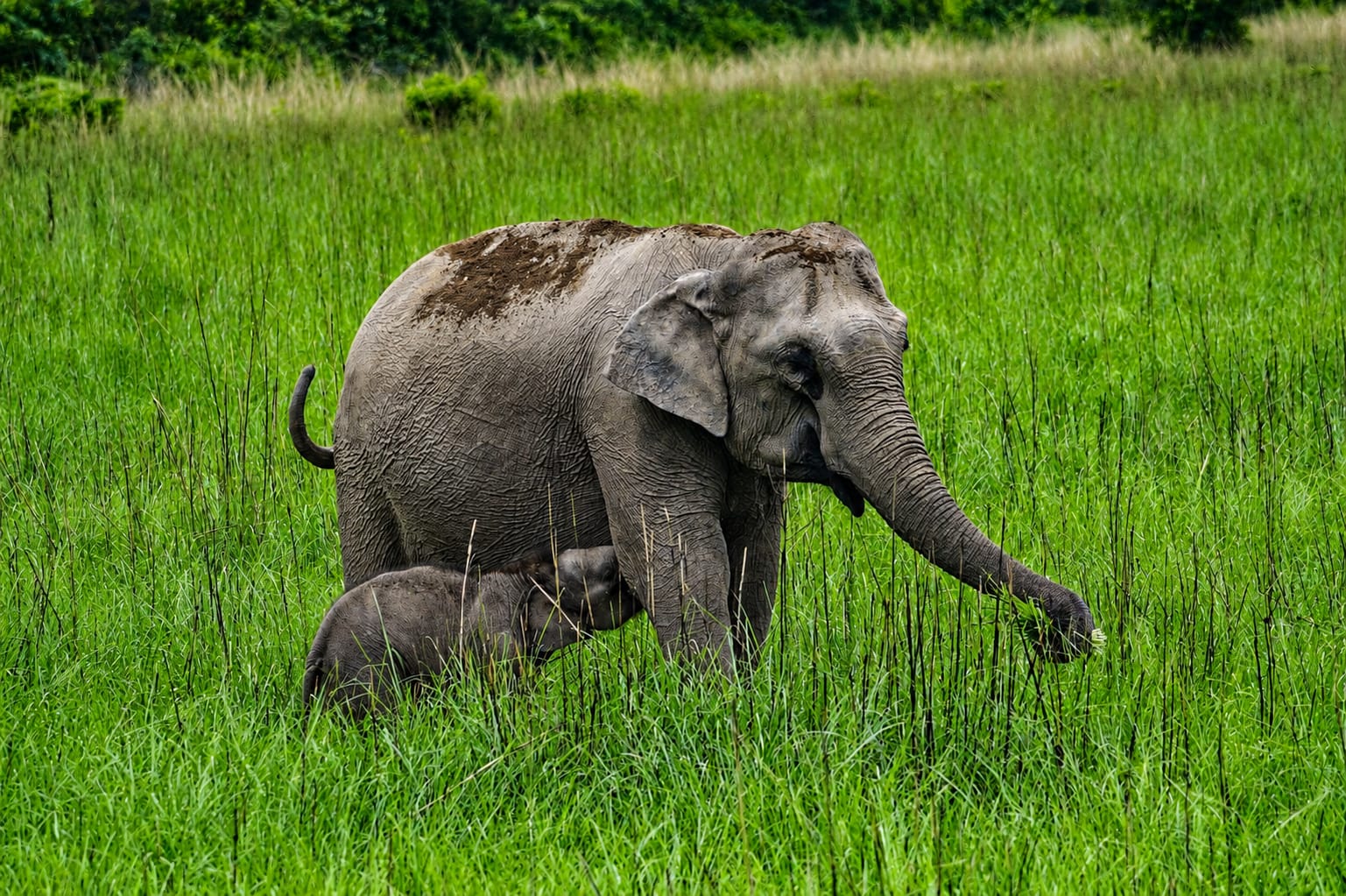 Luxury private resort in Corbett