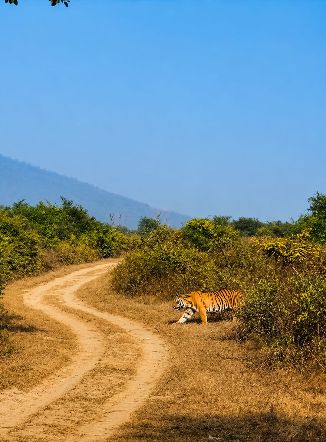 Main Dhikala Forest Rest House surroundings