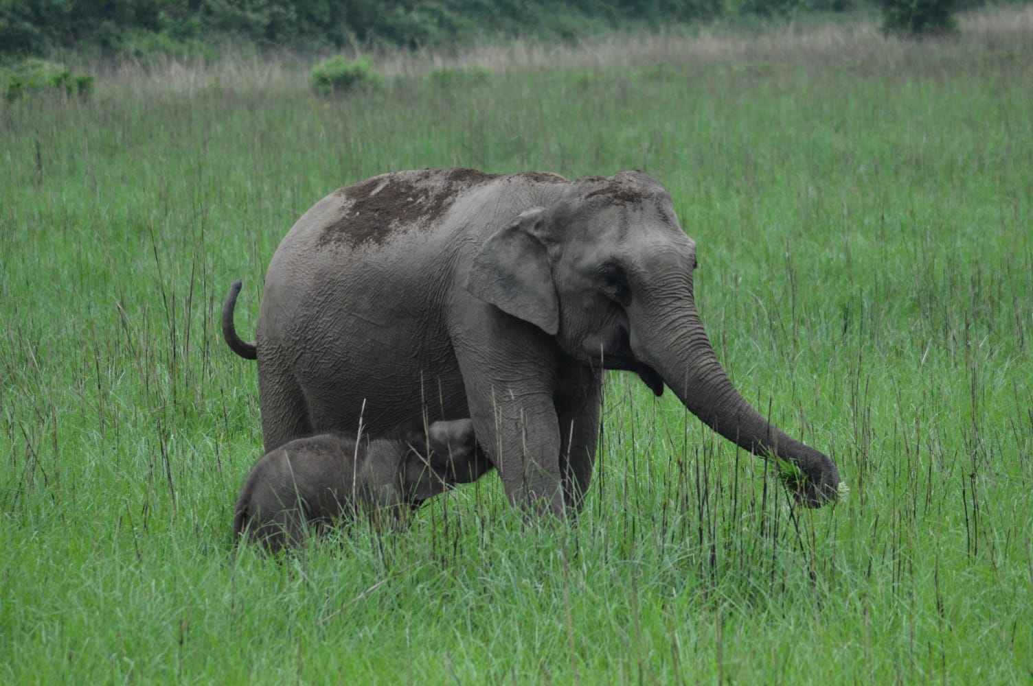Elephant with calf in a Corbett forest setting